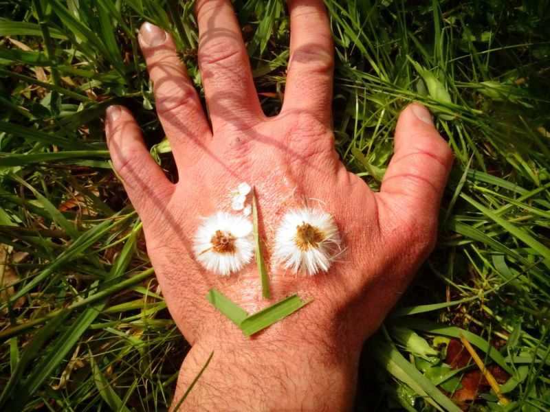 Hand mit Waldtattoo aus Gänseblümchen und Gräsern